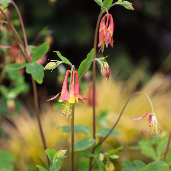 close up view of native wildflower red and yellow spring blooming columbine