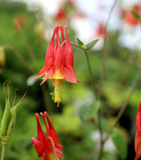 Aquilegia canadensis
