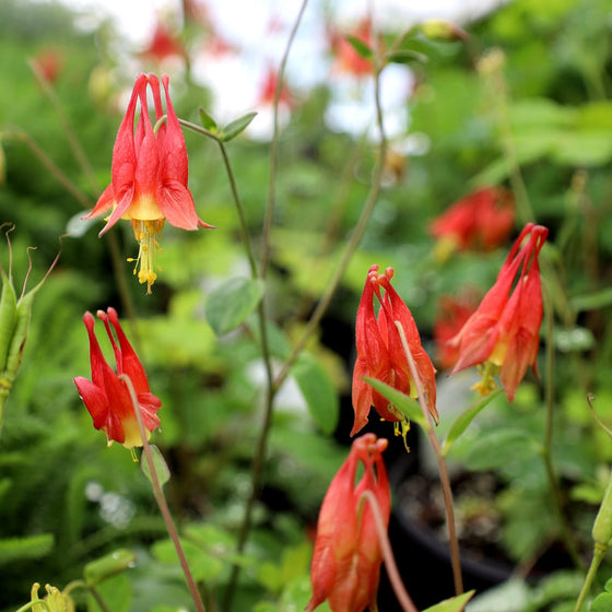 Aquilegia canadensis