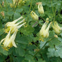 Aquilegia Corbett columbine flowers
