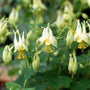 bell-shaped flowers of yellow columbine