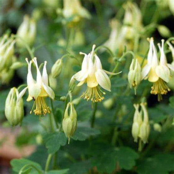 bell-shaped flowers of yellow columbine