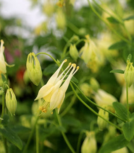Aquilegia Corbett