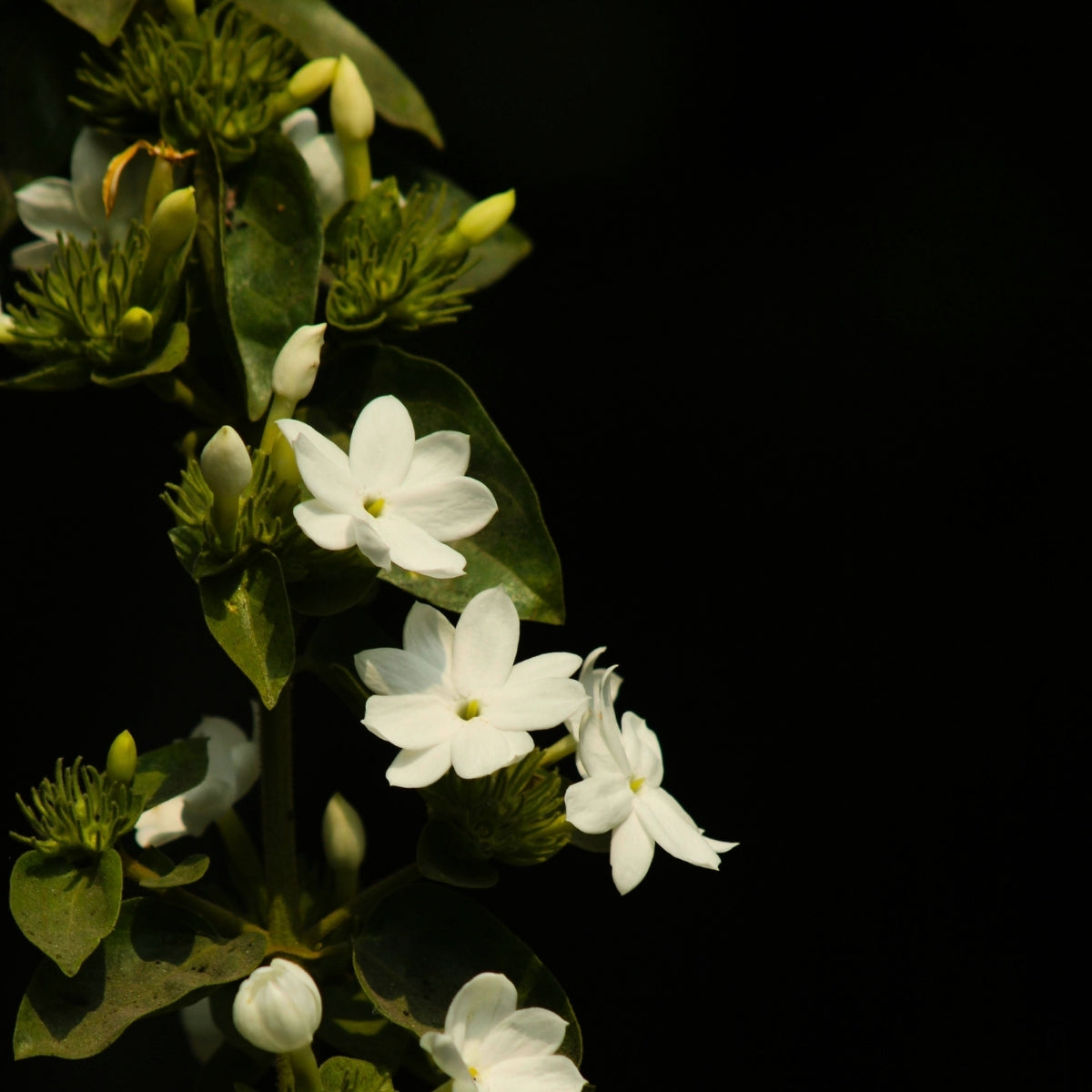jasmine plant flowers Arabian Jasmine for Sale