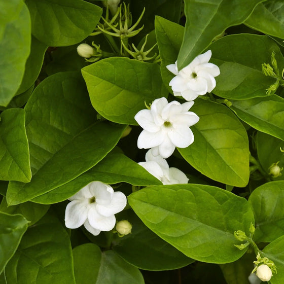 Close-up of Arabian Jasmine flowers showing elegant white fragrant blooms against glossy foliage