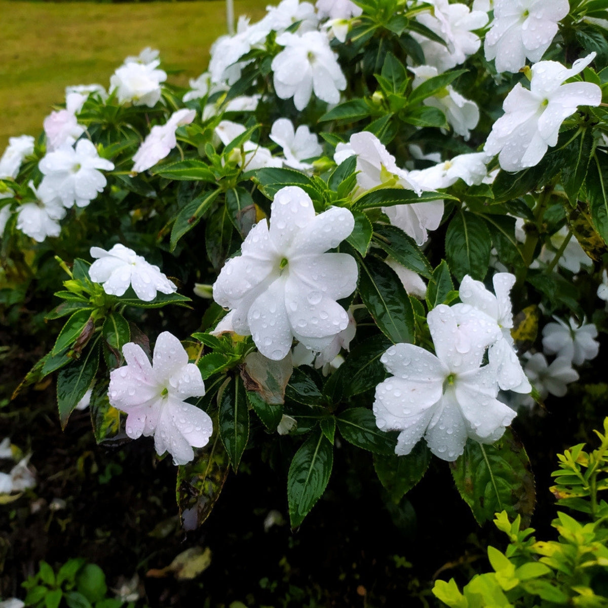Jasmineさま♡ミルキーホワイト Arabian Jasmine for Sale | Fragrant White Blooming Jasmine