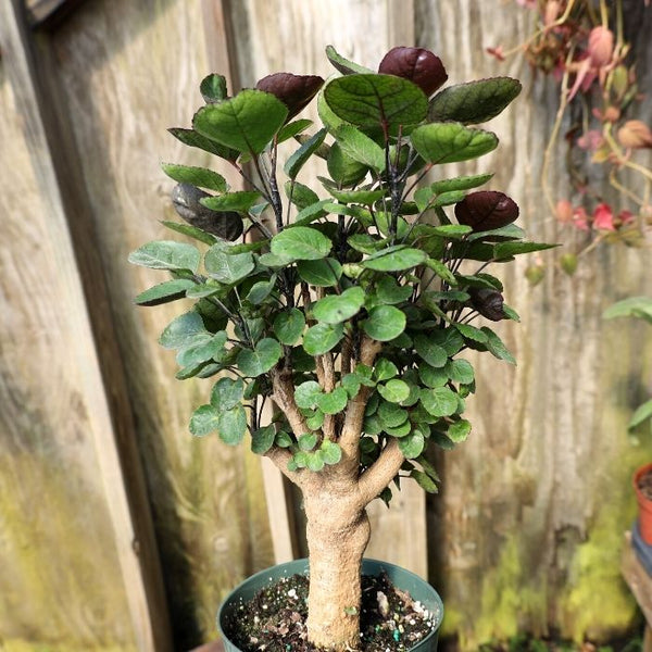 Buy Aralia Fabian Plants Online