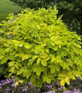 Aralia Sun King