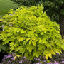 Close-up of Sun King Aralia chartreuse golden leaves in a part shade garden
