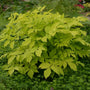 Sun King Aralia with bold golden foliage growing in a shaded woodland perennial garden