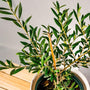 European Olive Tree branch and olive green foliage