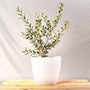 Mediterranean looking Arbequina Olive Tree in a white pot