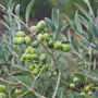 ripe cluster of fruit and surrounding foliage from the Arbequina Olive Tree