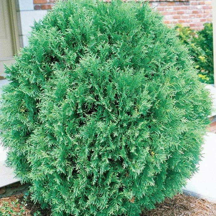 Buy Arborvitae Tom Thumb Online | Garden Goods Direct