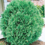 Globe Arborvitae Tom Thumb shrub