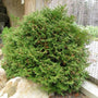 Green Globe Arborvitae Tom Thumb shrub