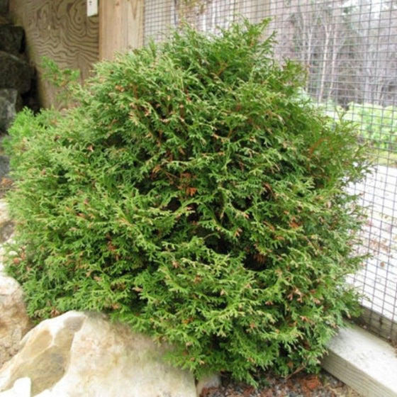 Green Globe Arborvitae Tom Thumb shrub
