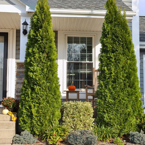 2 emerald green arborvitae trees framing a front porch
