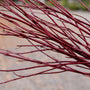 Arctic Fire® dogwood used in a mixed shrub border, red winter stems paired with white birch trees for four-season contrast.