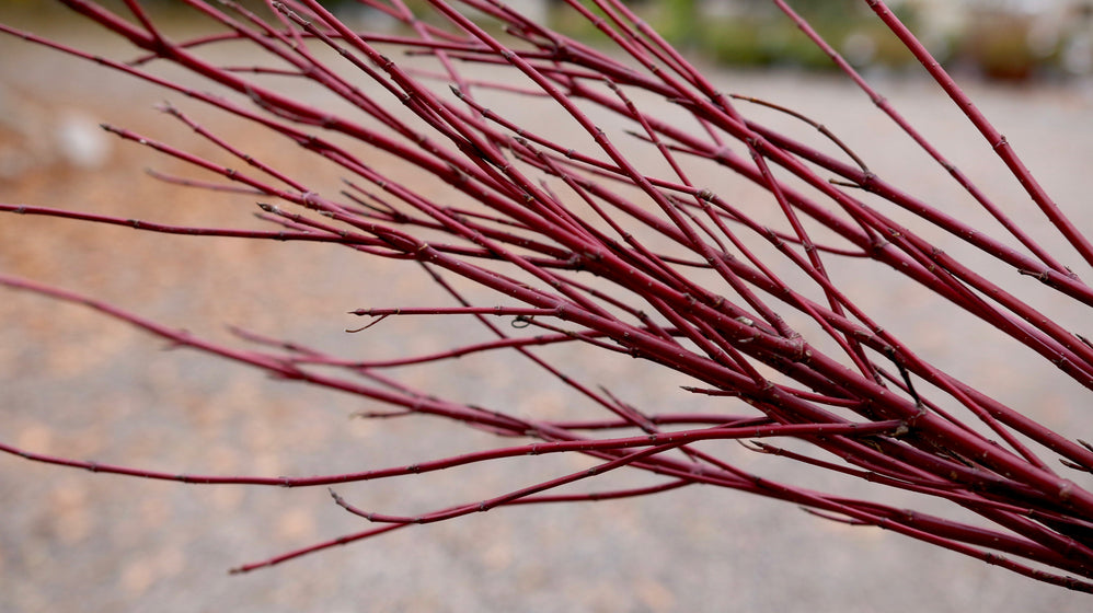 Arctic Fire® dogwood used in a mixed shrub border, red winter stems paired with white birch trees for four-season contrast.