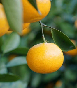 Arctic Frost Tangerine Tree