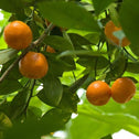 artic frost satsuma tangerine tree with orange mandarins on stems with green folaige 