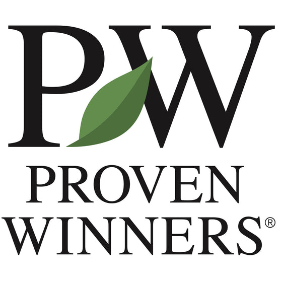 Arctic Sun® Dogwood