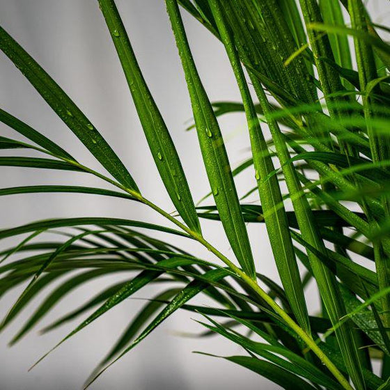 Areca Palms produce dark green leaves with golden stems