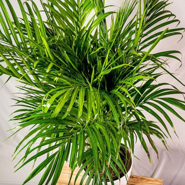 Buy Areca Palms Online - Golden Bamboo Palm