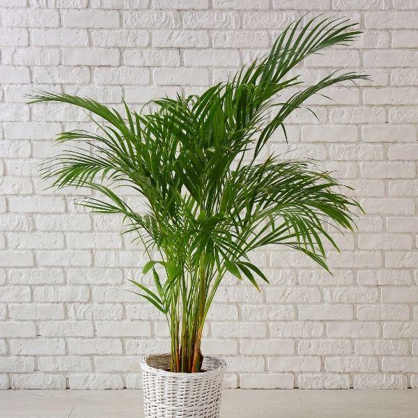 Buy Areca Palms Online - Golden Bamboo Palm | Garden Goods Direct