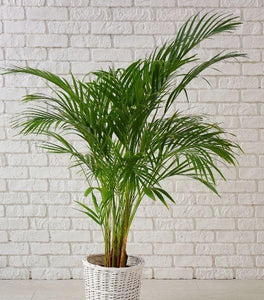 Areca Palm