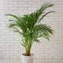 Areca Palm in a classic white pot
