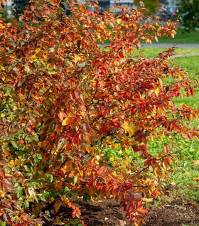 Aronia Autumn Magic