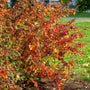 Aronia Autumn Magic Shrubs showing off their wonderful fall color