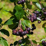 The jet Black Berries of Aronia Autumn Magic Shrubs