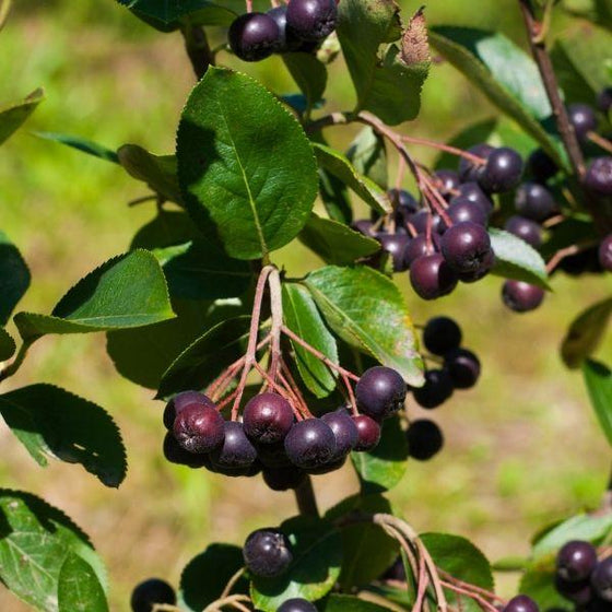 The jet Black Berries of Aronia Autumn Magic Shrubs
