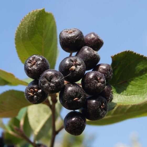 black berries on The jet Black Berries of Aronia Autumn Magic Shrubs