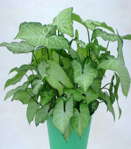 Arrowhead Plants