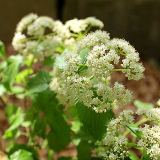 close up of arrowwood viburnum blooms