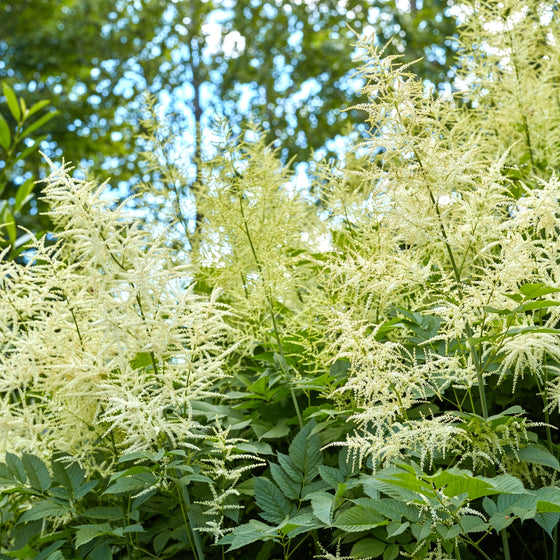 close up view of creamy white plumes on aruncus dioicus