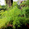 Asparagus Ferns fine light green foliage