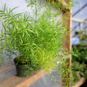vibrant green foliage on asparagus fern