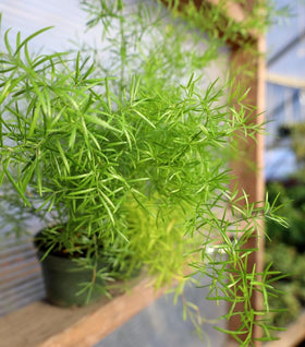 Asparagus Ferns