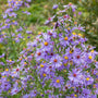 Bumblebee Pollinating Aster Bluebird plant in the native garden
