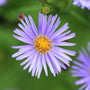 Close up of Aster Bluebird flower