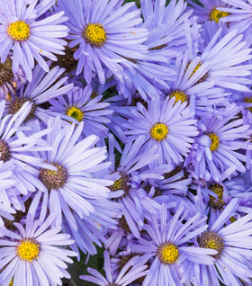 Aster ‘Bluebird’ (Smooth Aster)