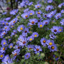Close-up of Aster October Skies lavender-blue daisy-like flowers with golden yellow centers