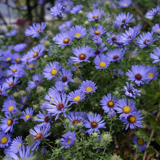 Close-up of Aster October Skies lavender-blue daisy-like flowers with golden yellow centers
