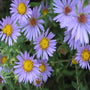 The blue flowers of Aster October Skies
