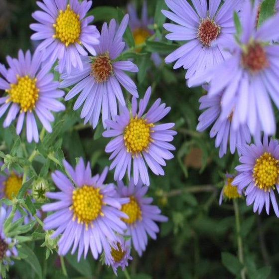 The blue flowers of Aster October Skies